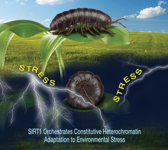 MollecularCell_Woodlouse.jpg