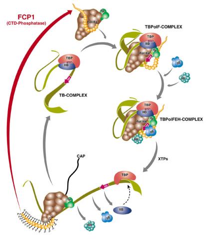 Transcription_Cycle.jpg